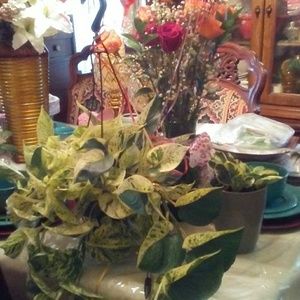 Meet your Posher, Virginia